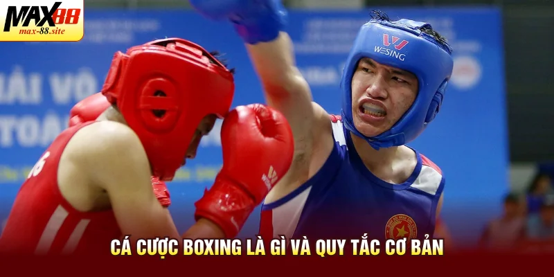 Cá cược boxing là gì và quy tắc cơ bản